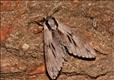 1978 (69.007) Pine Hawk-moth